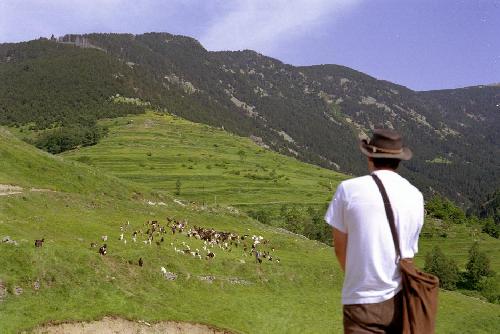 Troupeau de chèvres pyrénéennes dans la reserve naturelle de Mantet