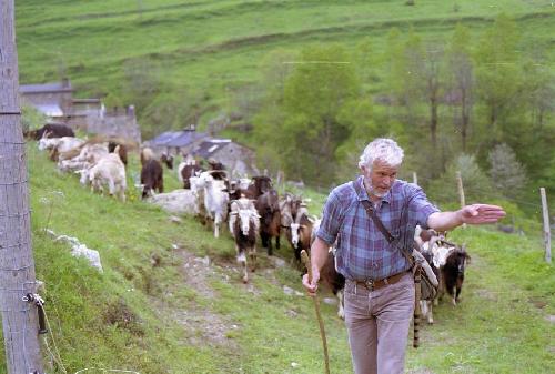 Troupeau de chèvres pyrénéennes dans la reserve naturelle de Mantet